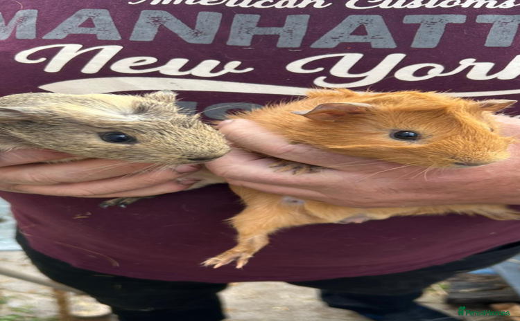 Guinea Pig rodents - Advert 1