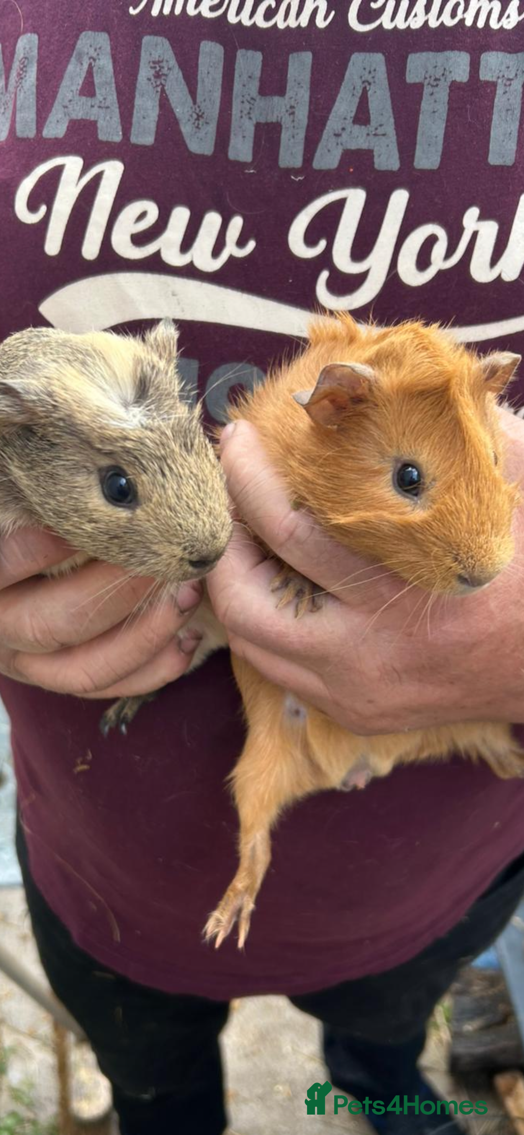 Guinea Pig rodents for sale: Male baby Guineapigs  - Image 1