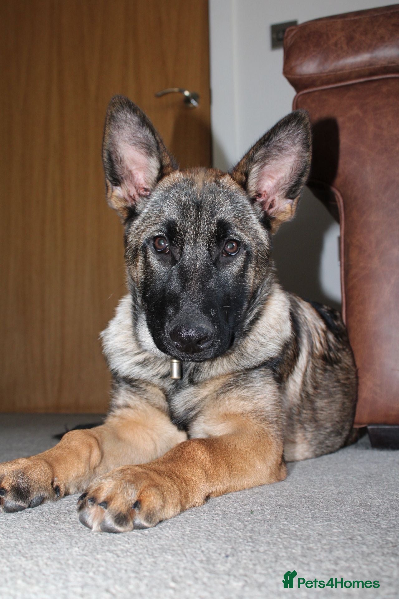 Belgian Shepherd Dog dogs Belgian Malinois for rehoming - Advert 1