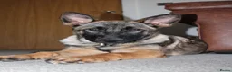 Belgian Shepherd Dog dogs for sale: Belgian Malinois for rehoming - Advert 1