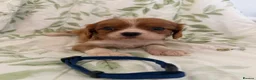 Cavalier King Charles Spaniel dogs for sale: Stunning litter cavalier King Charles  - Advert 11