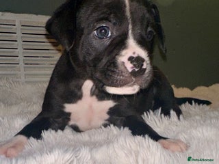 Mixed Breed dogs Olde tyme English Bulldogge/Staffy bull Collie mix - Advert 6