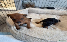 Miniature Pinscher dogs for sale: Beautiful Miniature pinscher puppies - Image 6