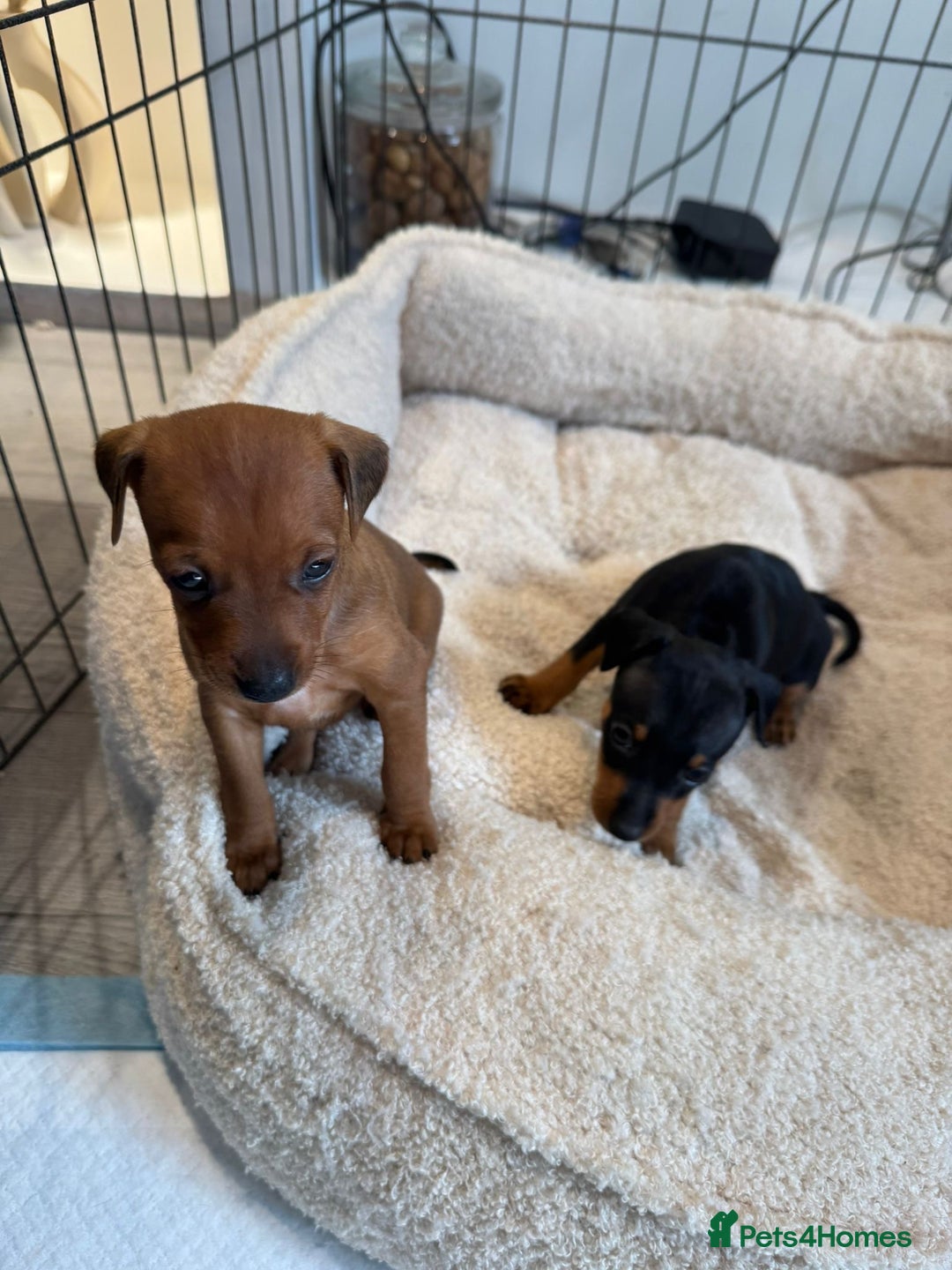 Miniature Pinscher dogs for sale: Beautiful Miniature pinscher puppies - Image 6