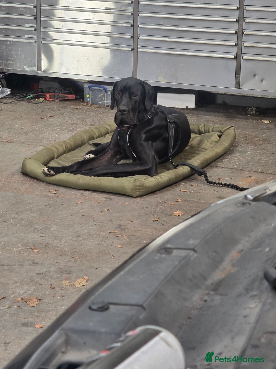 Great Dane dogs for sale: 15 month great dane male for sale - Image 2