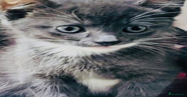 Mixed Breed cats - Advert 6