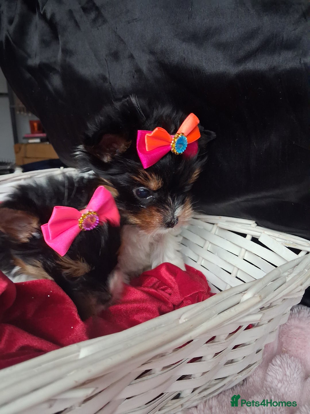 Biewer Terrier dogs for sale: Beautiful 2 mini girls - Advert 16