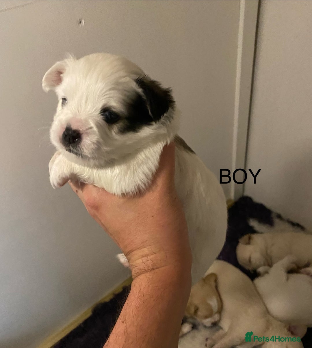 Mixed Breed dogs for sale: Stunning 3/4 Chihuahua puppies  - Image 7