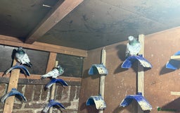 Pigeons birds for sale: Pakistani and afghani pigeons for sale  - Image 5