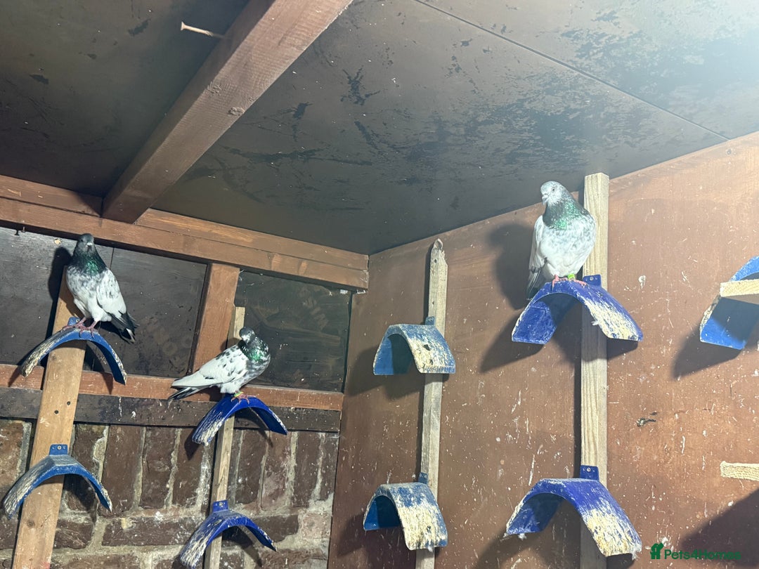 Pigeons birds for sale: Pakistani and afghani pigeons for sale  - Image 5