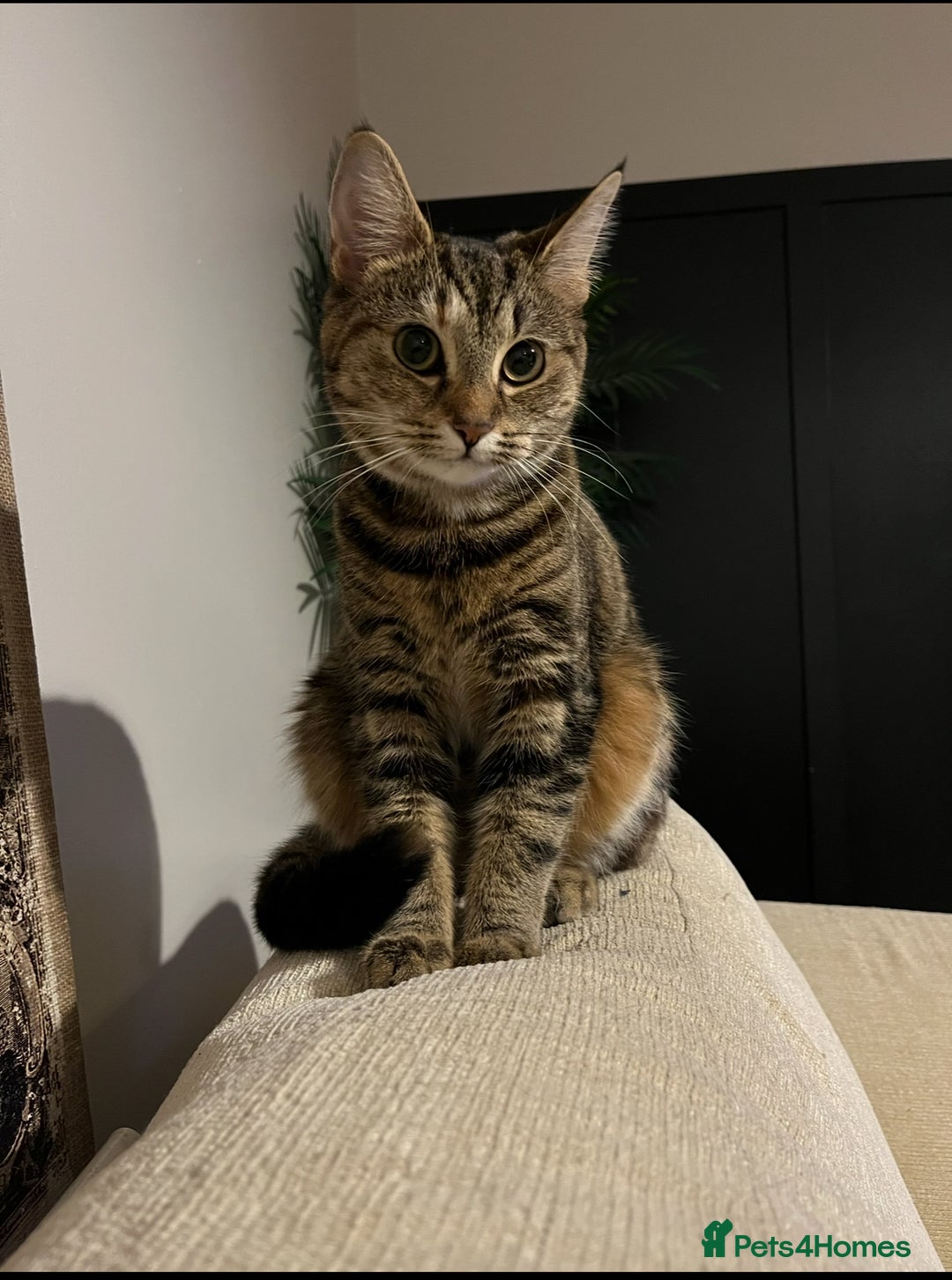 Mixed Breed cats for sale: 1 male kitten - ready to go - Image 3