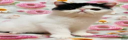 Persian cats for sale: Beautiful high quality Persian and Exotic kittens  - Advert 11