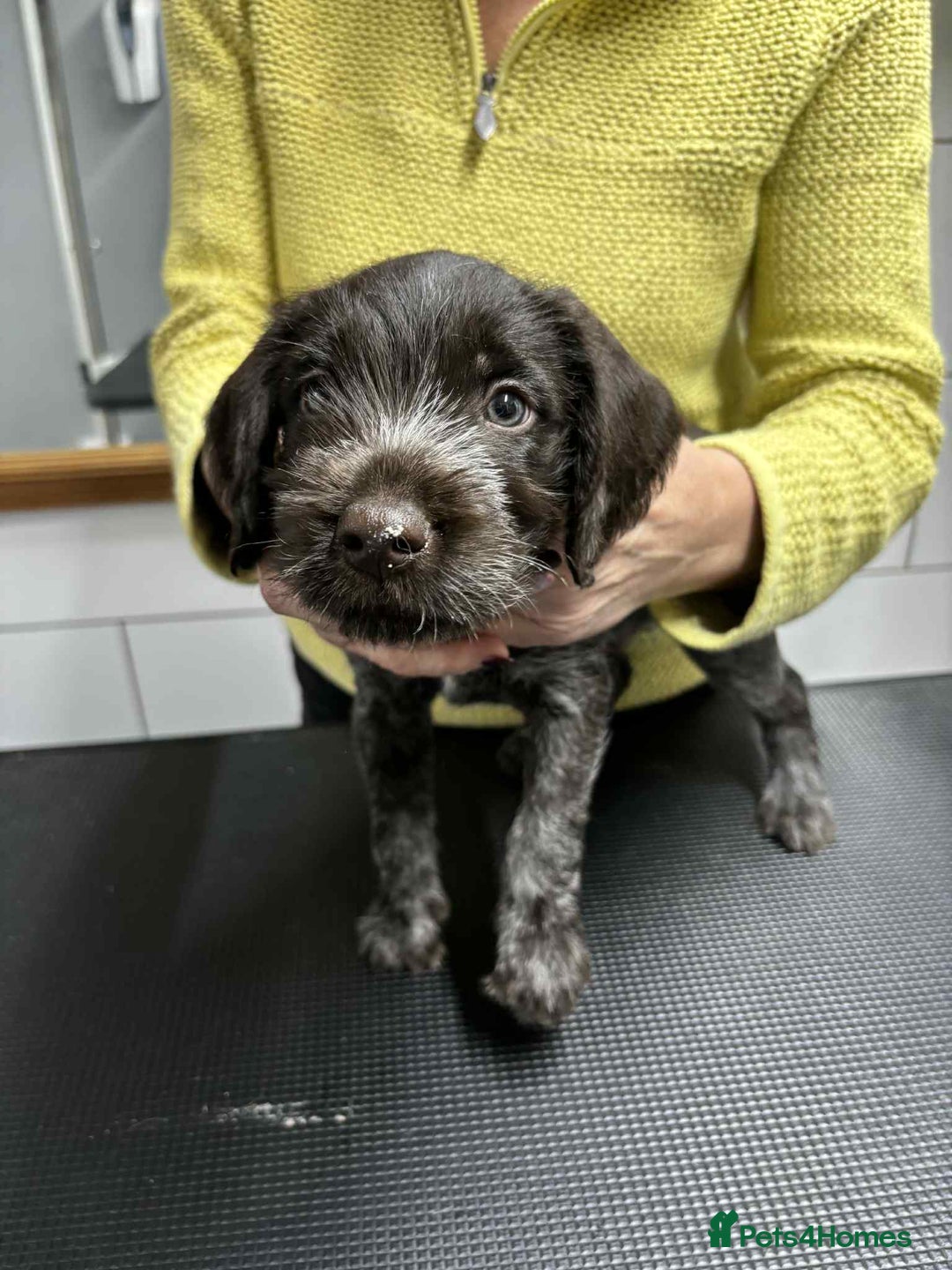 German Wirehaired Pointer dogs for sale: Stunning litter of German Wirehaired Pointers  - Advert 17