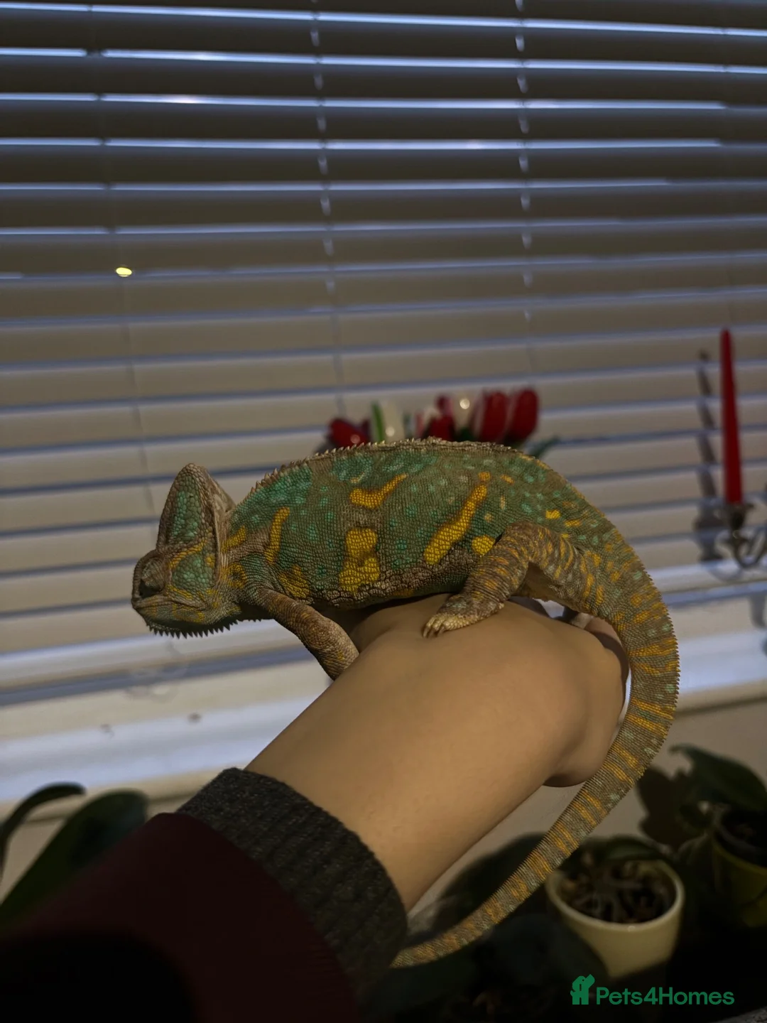 Chameleon reptiles for sale: female veiled chameleon  - Advert 3