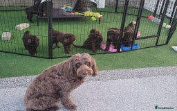 Sproodle dogs for sale: Gorgeous Chocolate Sproodle Puppies - Image 17