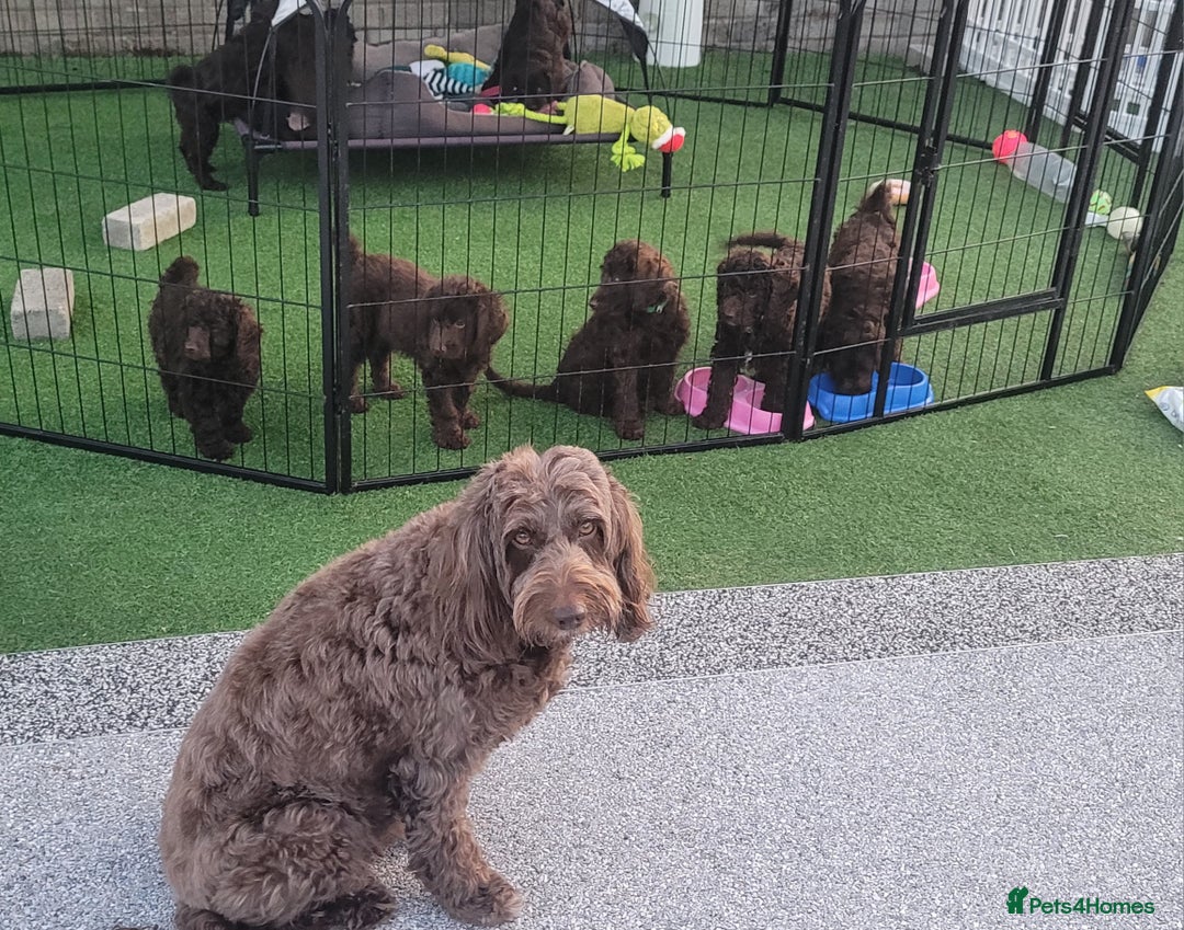 Sproodle dogs for sale: Gorgeous Chocolate Sproodle Puppies - Image 17
