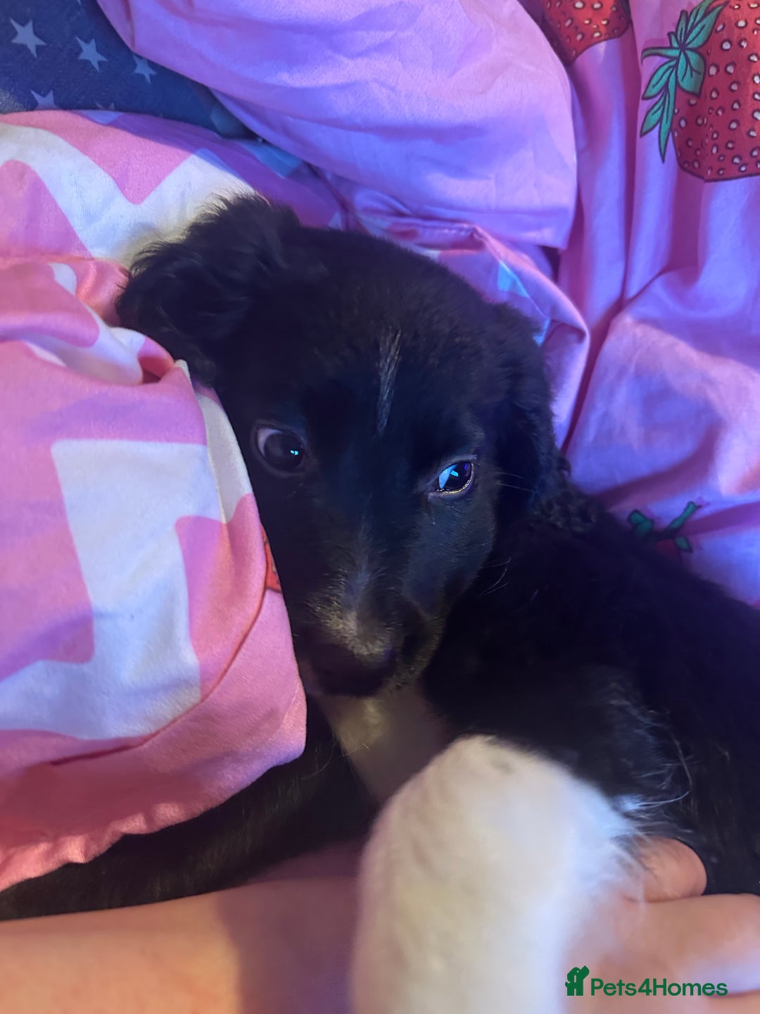 Mixed Breed dogs for sale: Cocker spaniel cross border collie male  - Advert 3