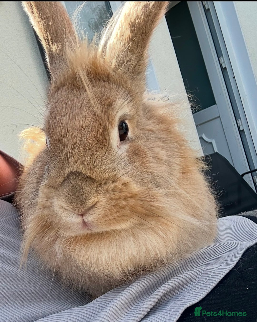 Lionhead rabbits for sale: Female lion head  - Image 2