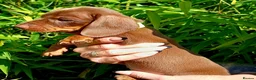 Miniature Dachshund dogs for sale: OUtSTANDING KC REGISTERED MINATURE DACHUNDS - Advert 7