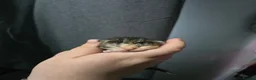 Mixed Breed cats for sale: kittens for sale!!  - Advert 23