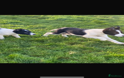 Border Collie dogs for sale: Border collie puppies  - Advert 5