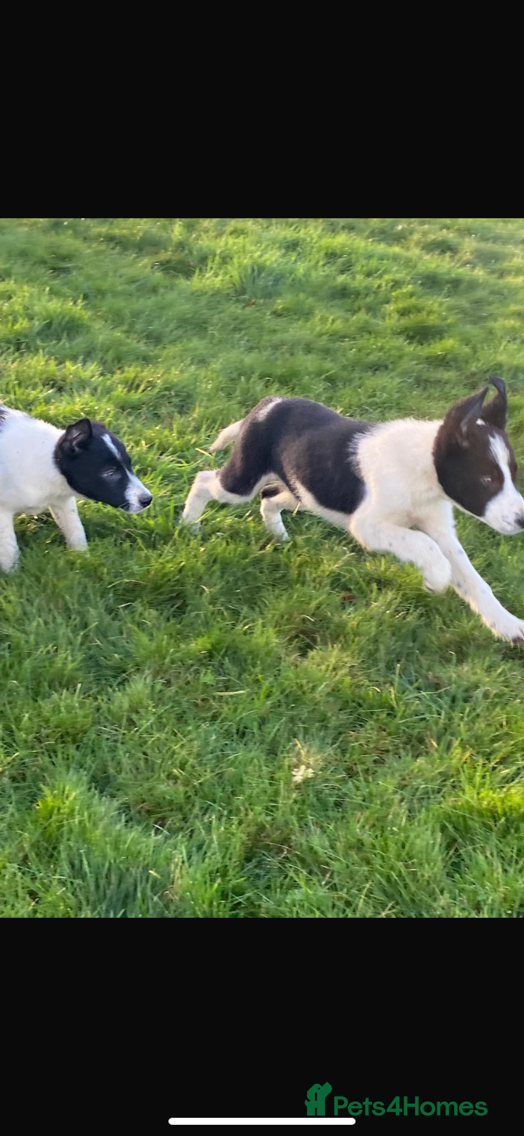 Border Collie dogs for sale: Border collie puppies  - Advert 5