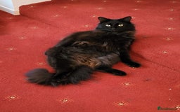 Ragcoon cats for sale: Racoon for Sale - Image 8