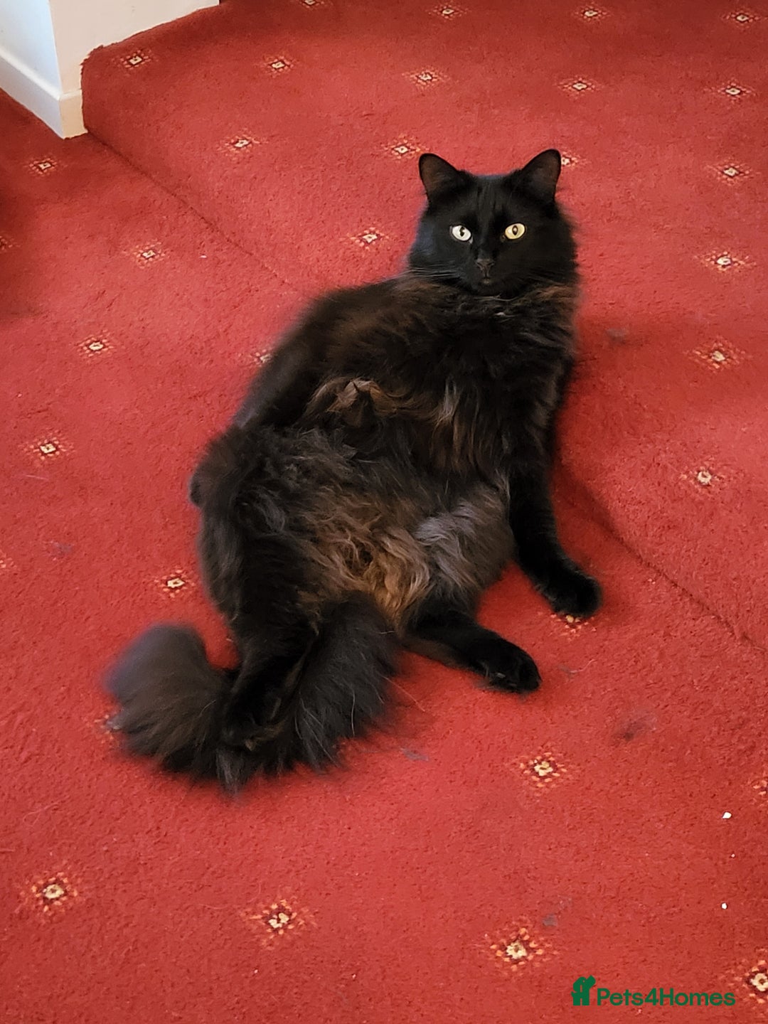 Ragcoon cats for sale: Racoon for Sale - Image 8