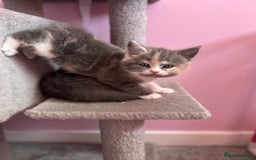 British Shorthair cats for sale: Gorgeous playful British Shorthair kittens  - Image 18