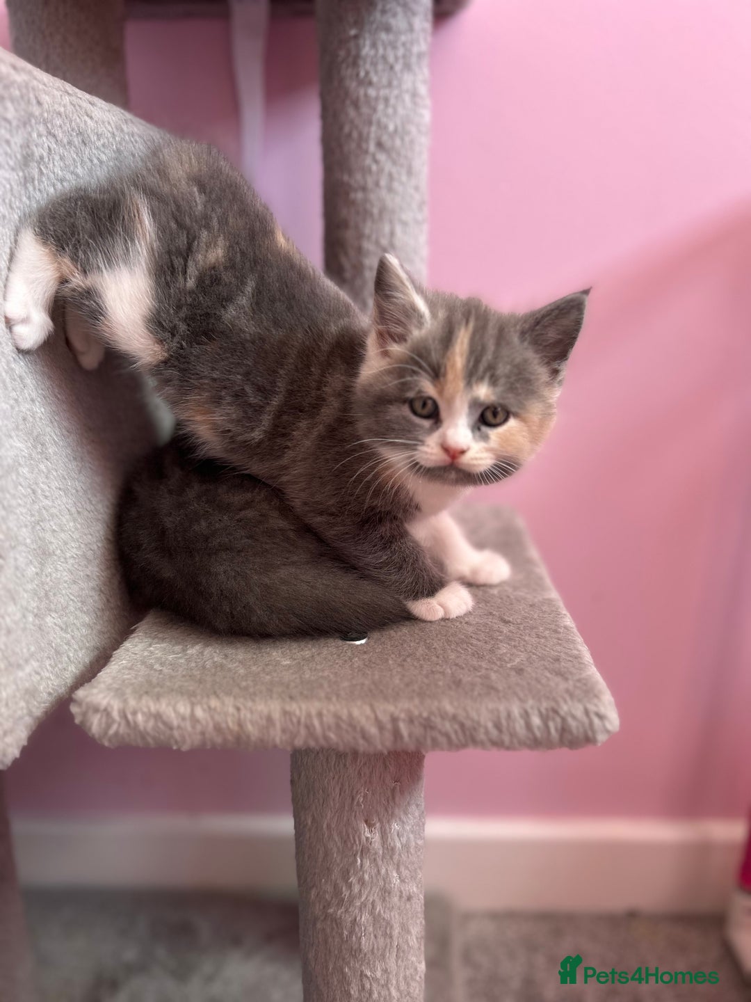 British Shorthair cats for sale: Gorgeous playful British Shorthair kittens  - Image 18