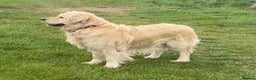 Golden Retriever dogs for sale: KC REG CREAM PUPS HEALTH TESTED PARENTS  - Advert 3
