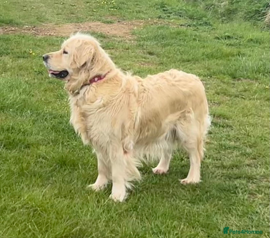 Golden Retriever dogs for sale: KC REG CREAM PUPS HEALTH TESTED PARENTS  - Advert 3