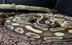 Python Snake reptiles for sale: Ball Python and setup - Image 1