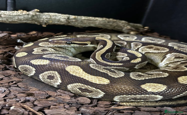 Python Snake reptiles - Advert 2