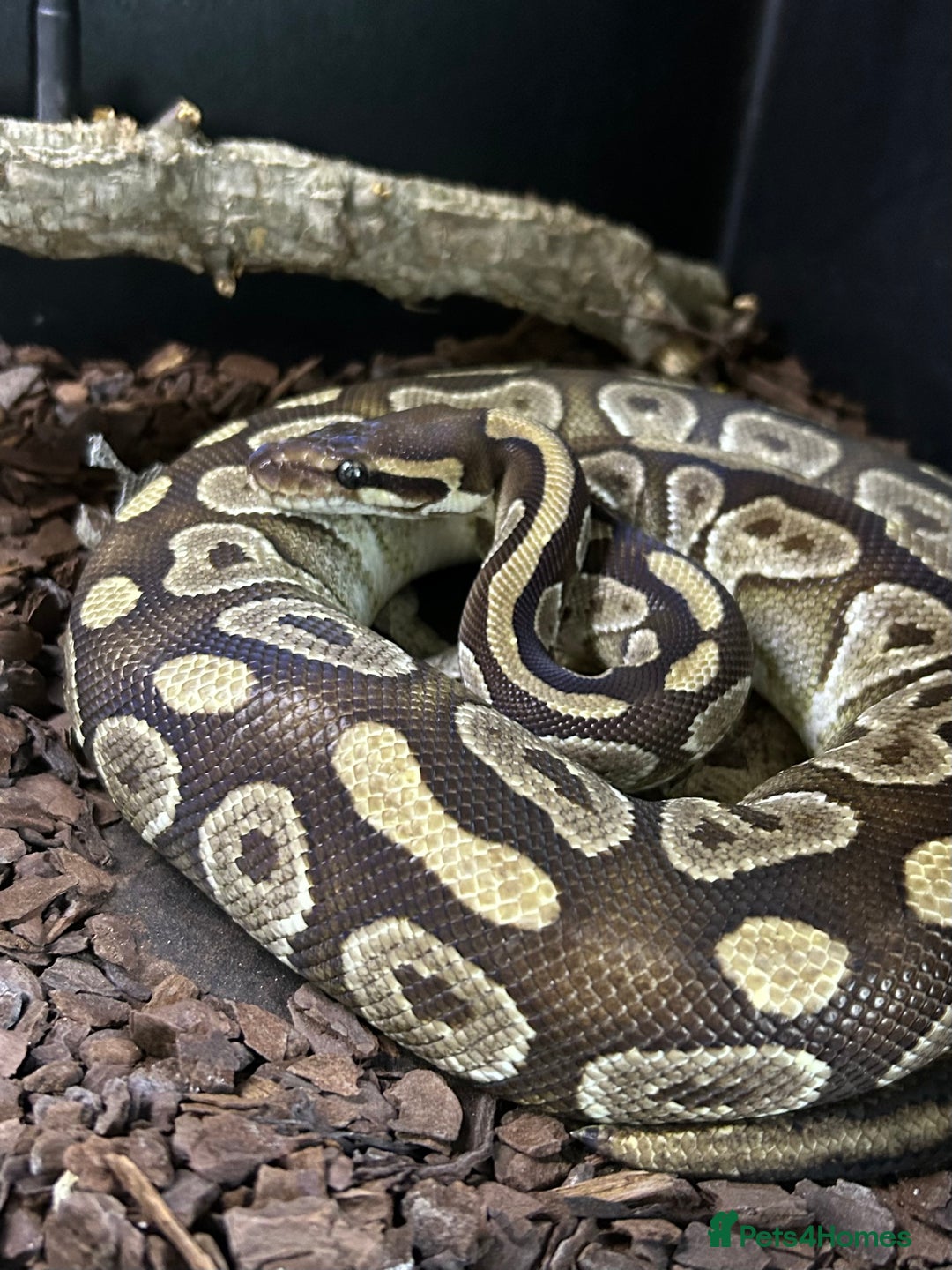 Python Snake reptiles for sale: Ball Python and setup - Image 1