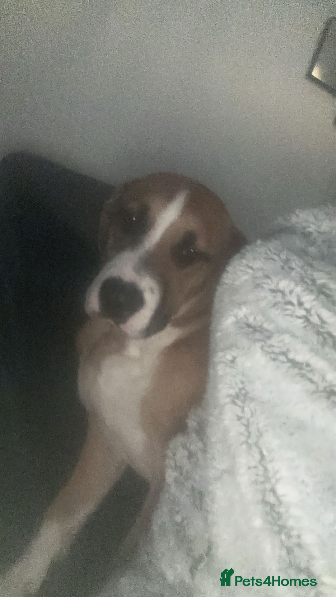 Mixed Breed dogs for sale: Mila  - Advert 8