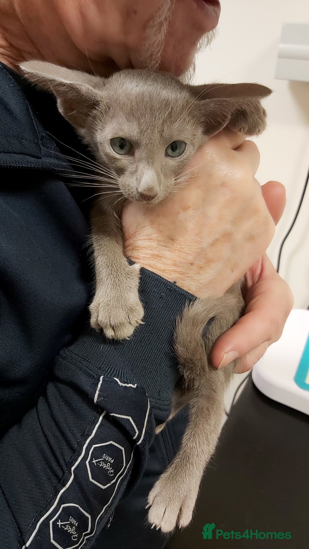 Oriental cats for sale: Full Pedigree Oriental 1 Kitten XL size ears GCCF - Advert 1