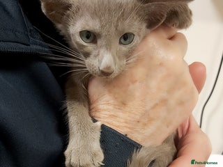 Oriental cats for sale: Full Pedigree Oriental 1 Kitten XL size ears GCCF - Advert 1