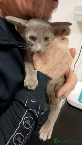 Oriental cats - Advert 1