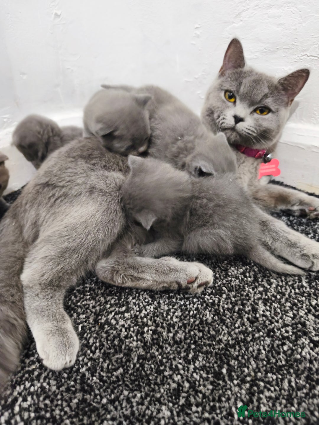 British Shorthair cats for sale: British short hair kittens - Advert 1