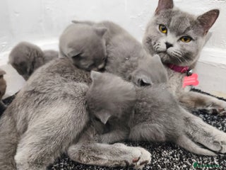 British Shorthair cats British short hair kittens - Advert 2