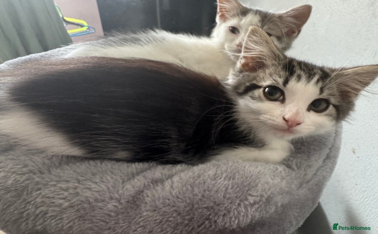Domestic Shorthair cats - Advert 6