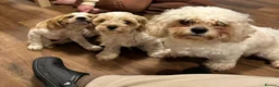 Mixed Breed dogs for sale: 6 month old pup  - Advert 2
