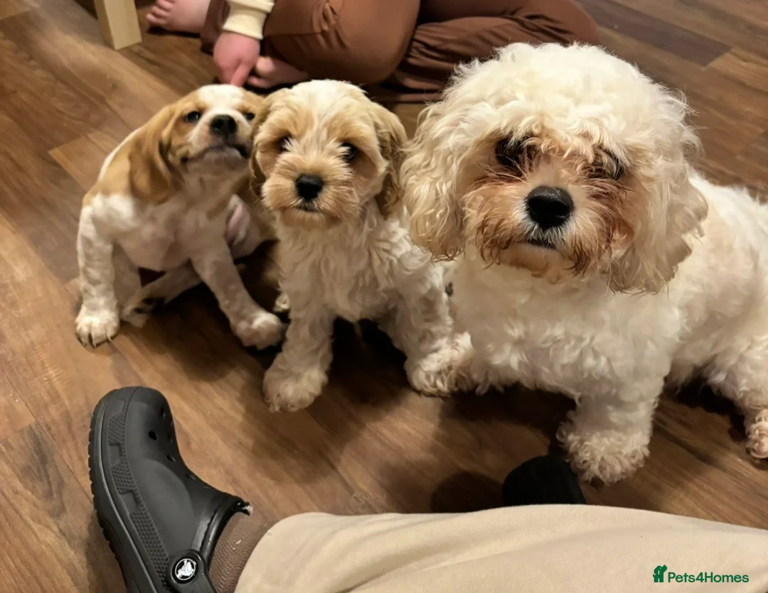 Mixed Breed dogs for sale: 6 month old pup  - Advert 2