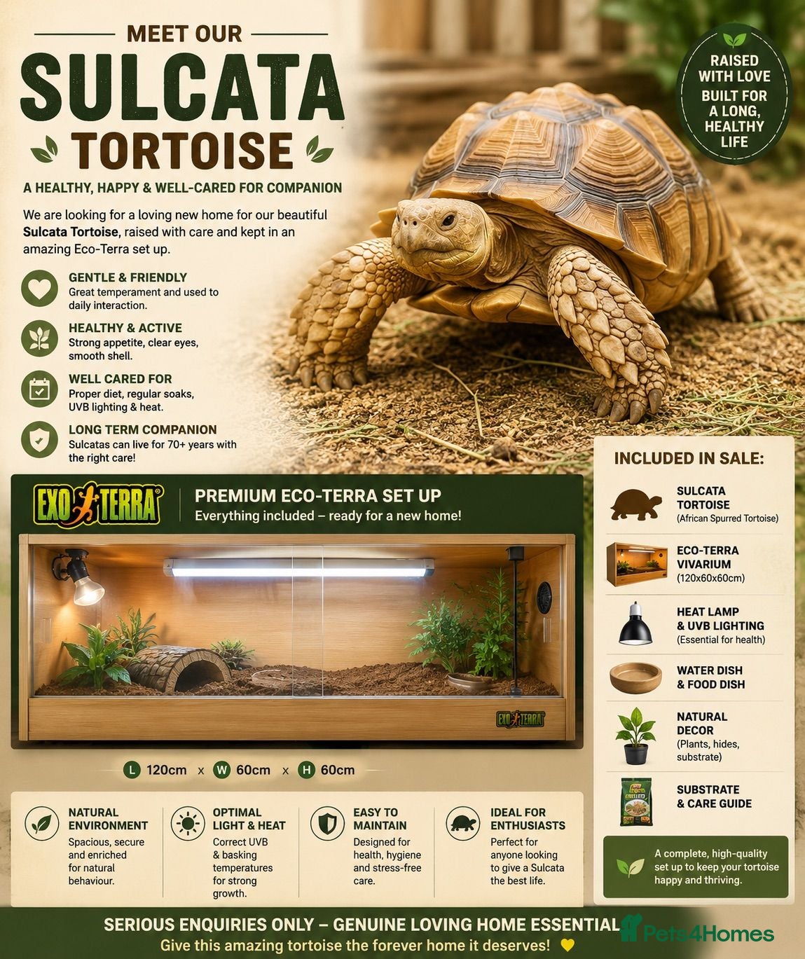Tortoise reptiles Sulcata Tortoise 1.5yrs old - Advert 2