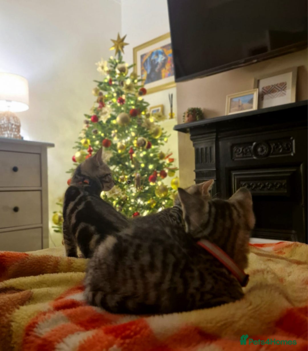 Mixed Breed cats for sale: Adorable kittens in London(SE18)😻❤️😻 - Advert 13