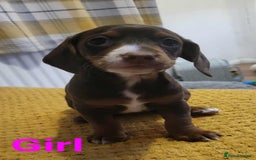 Mixed Breed dogs for sale: Dachschund x doxipoo puppies - Image 28