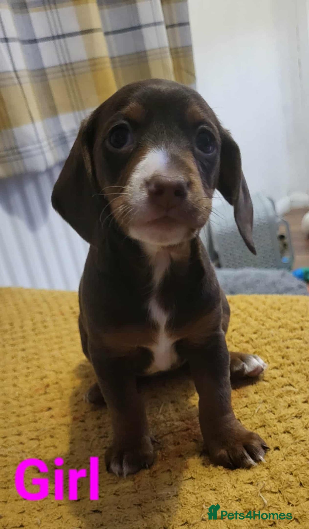 Mixed Breed dogs for sale: Dachschund x doxipoo puppies - Image 28
