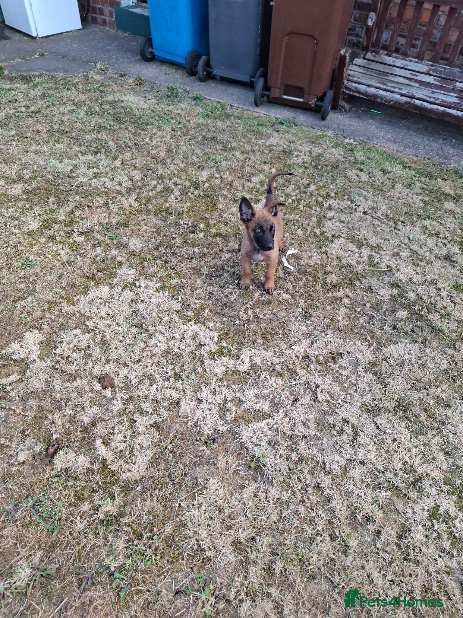 Mixed Breed dogs Puppy shepherd  - Advert 13