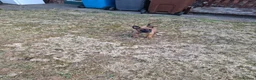 Mixed Breed dogs for sale: Puppy shepherd  in Hull - Advert 1